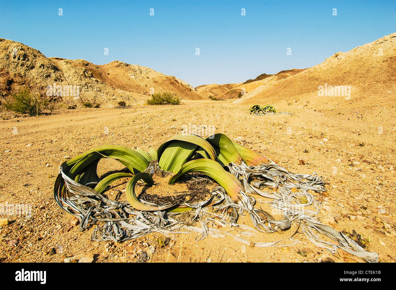 Welwitschia (Welwitschia mirabilis) near Swakopmund, Namibia Stock Photo