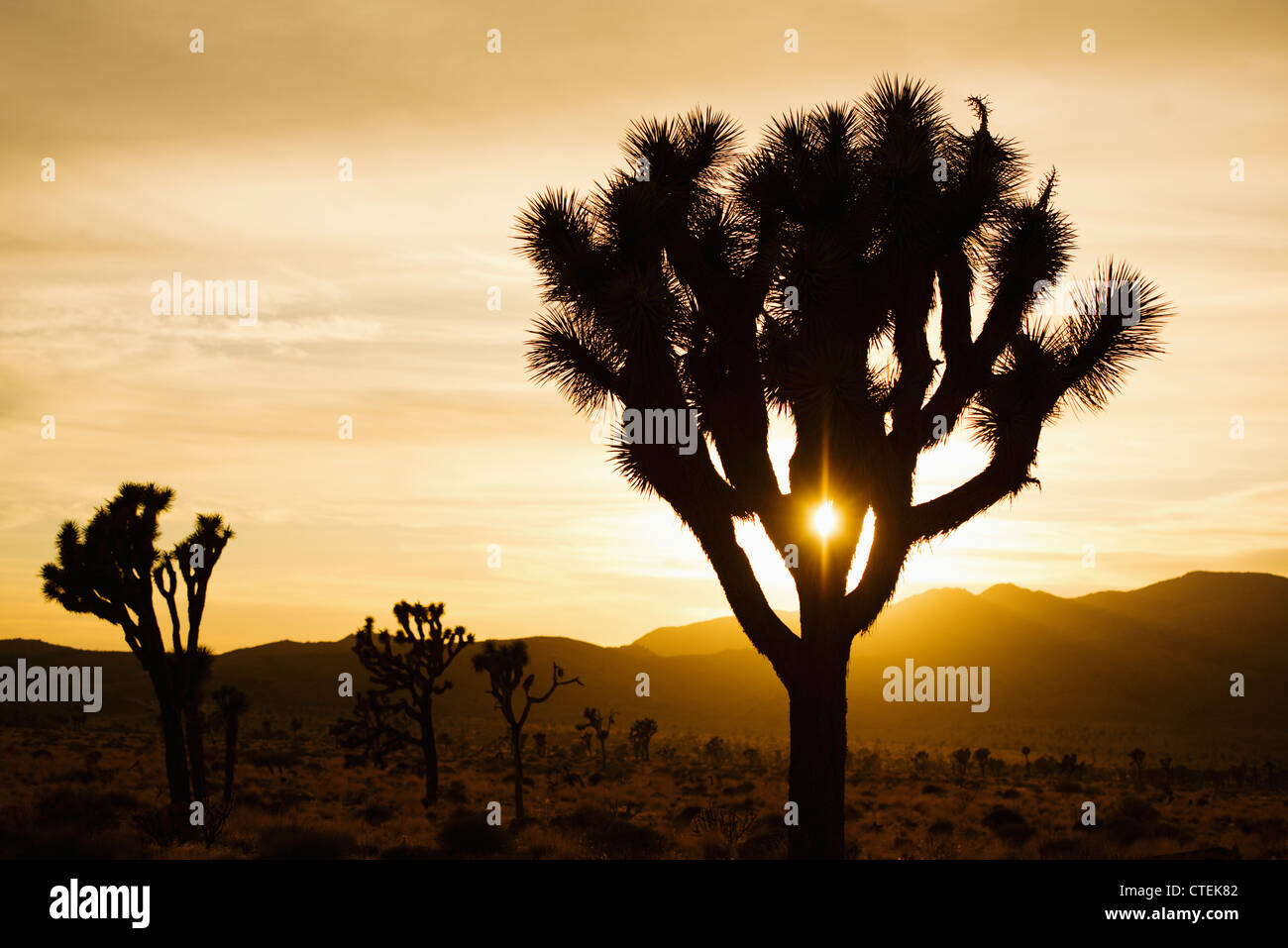 USA, California, Joshua Tree National Park, Joshua trees silhouetted at sunset Stock Photo