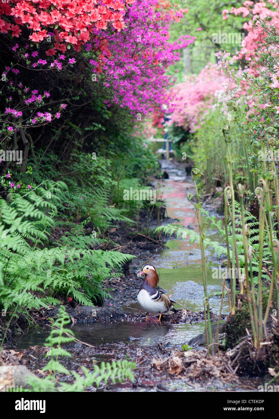 A Mandarin Drake in a stream amidst the rhododendrons - Isabella Plantation, Richmond Park, UK Stock Photo