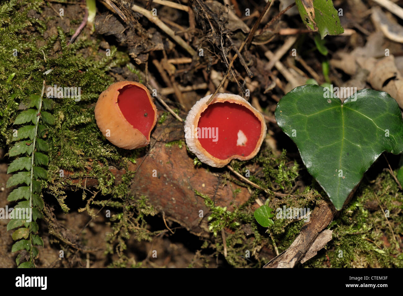 Scarlet elf cup Sarcoscypha coccinea saprophytic fungus on wood Stock Photo