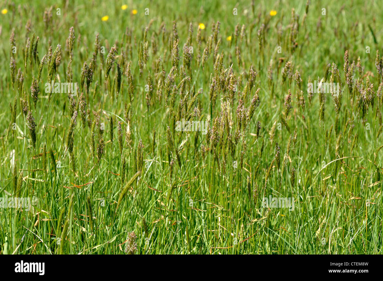 Sweet vernal grass Anthoxanthum odoratum flowering in a meadow Stock