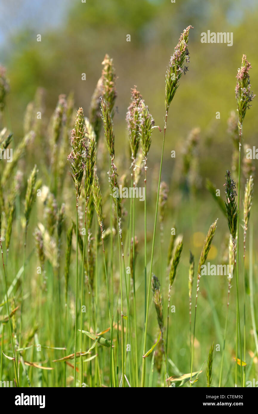 Sweet vernal grass Anthoxanthum odoratum flowering in a meadow Stock Photo