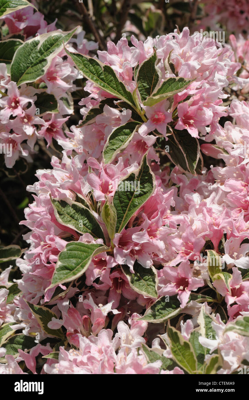 Weigela praecox 'Variegata, a pink variegated flowering garden shrub Stock Photo