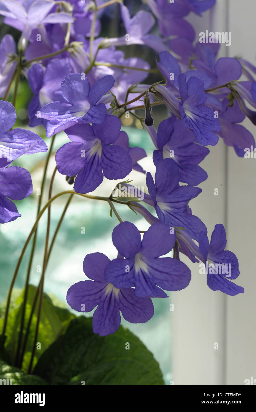 Blue-flowered streptocarpus, a conservatory pot plant Stock Photo