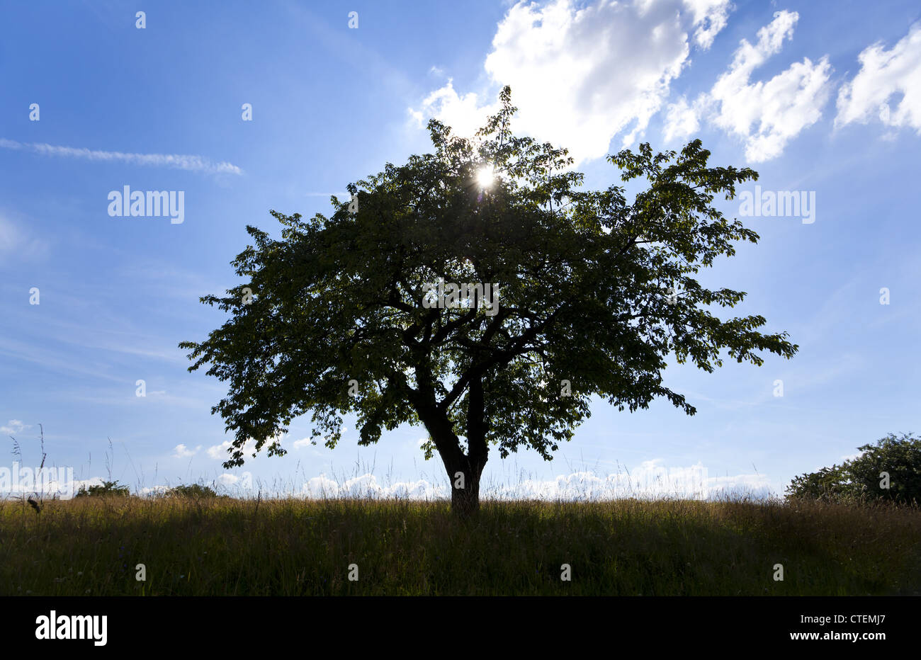 Tree Against Sunlight Tree silhouette against sun hi-res stock photography and images - Alamy