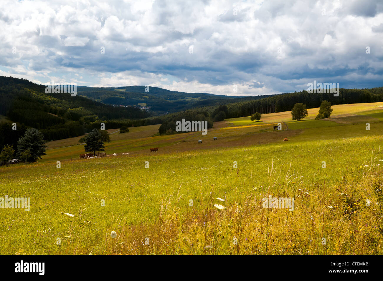 beautiful sunny summer meadows in mountains Stock Photo