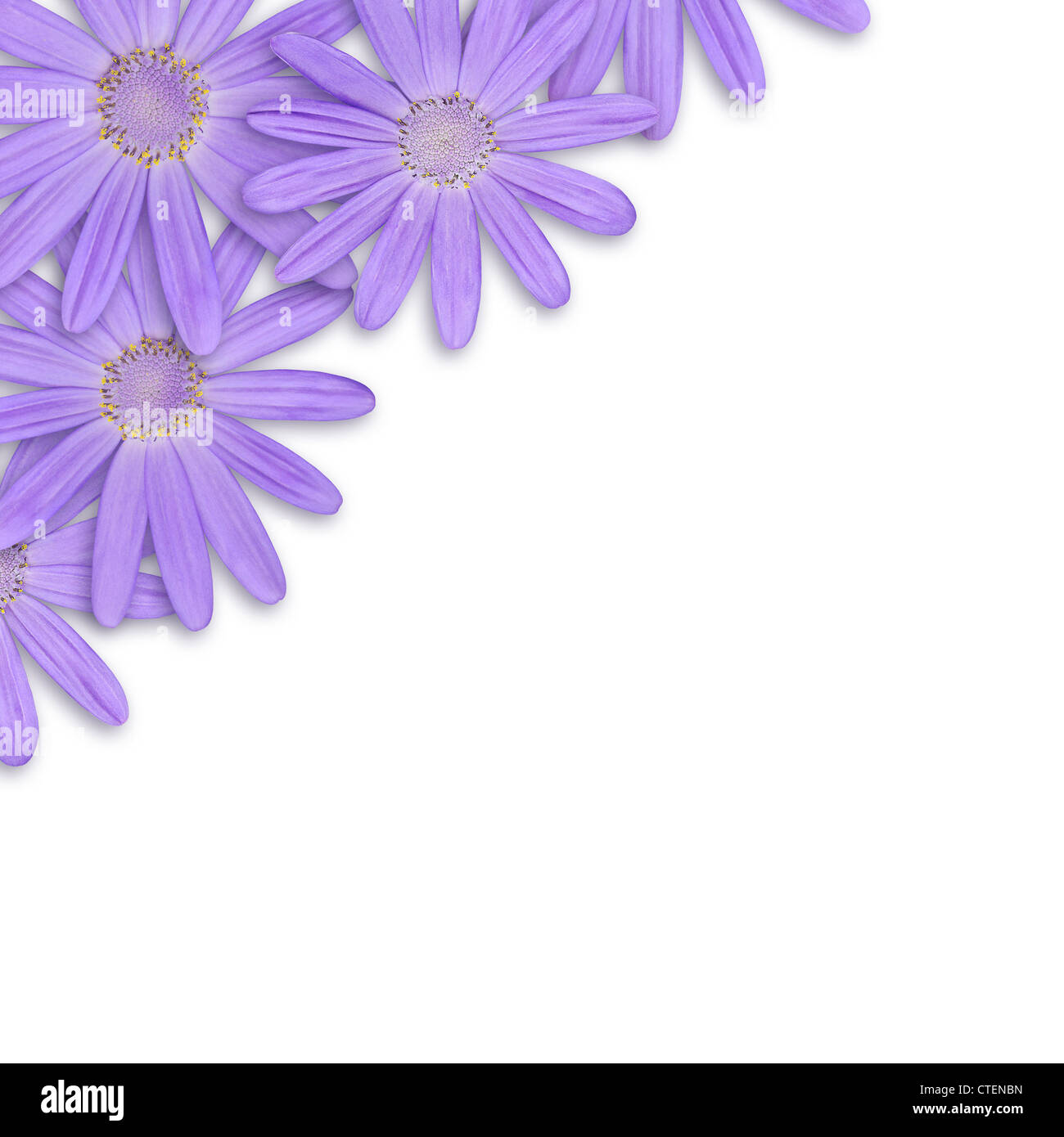 overlapping purple cineraria flowers with white background Stock Photo