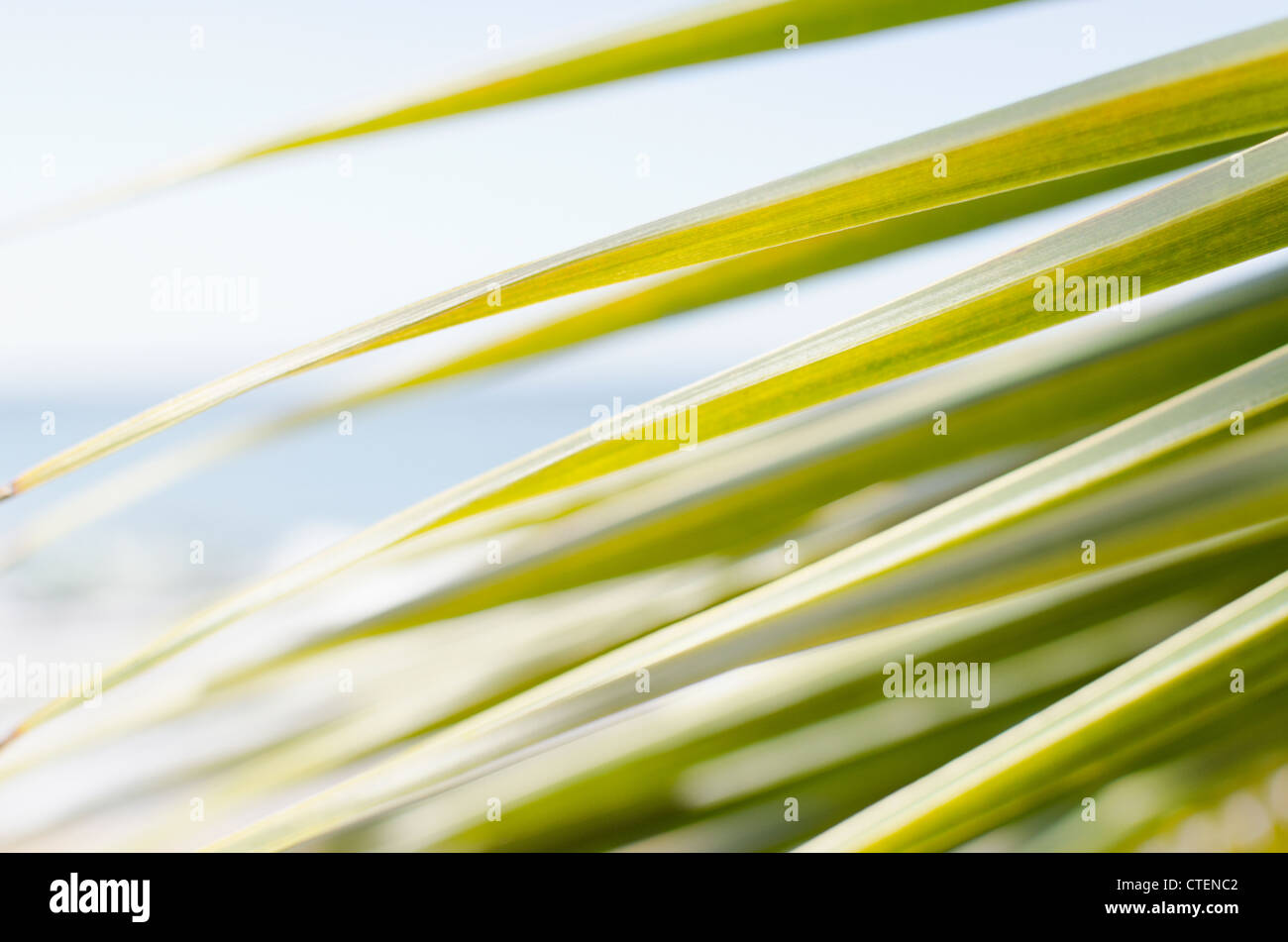 USA, Puerto Rico, Ricon, Palm leaf Stock Photo - Alamy