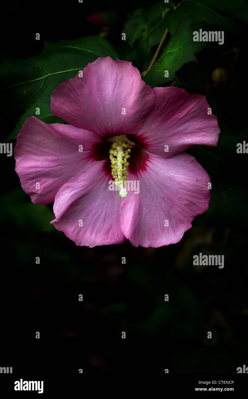 Flower portrait Stock Photo - Alamy