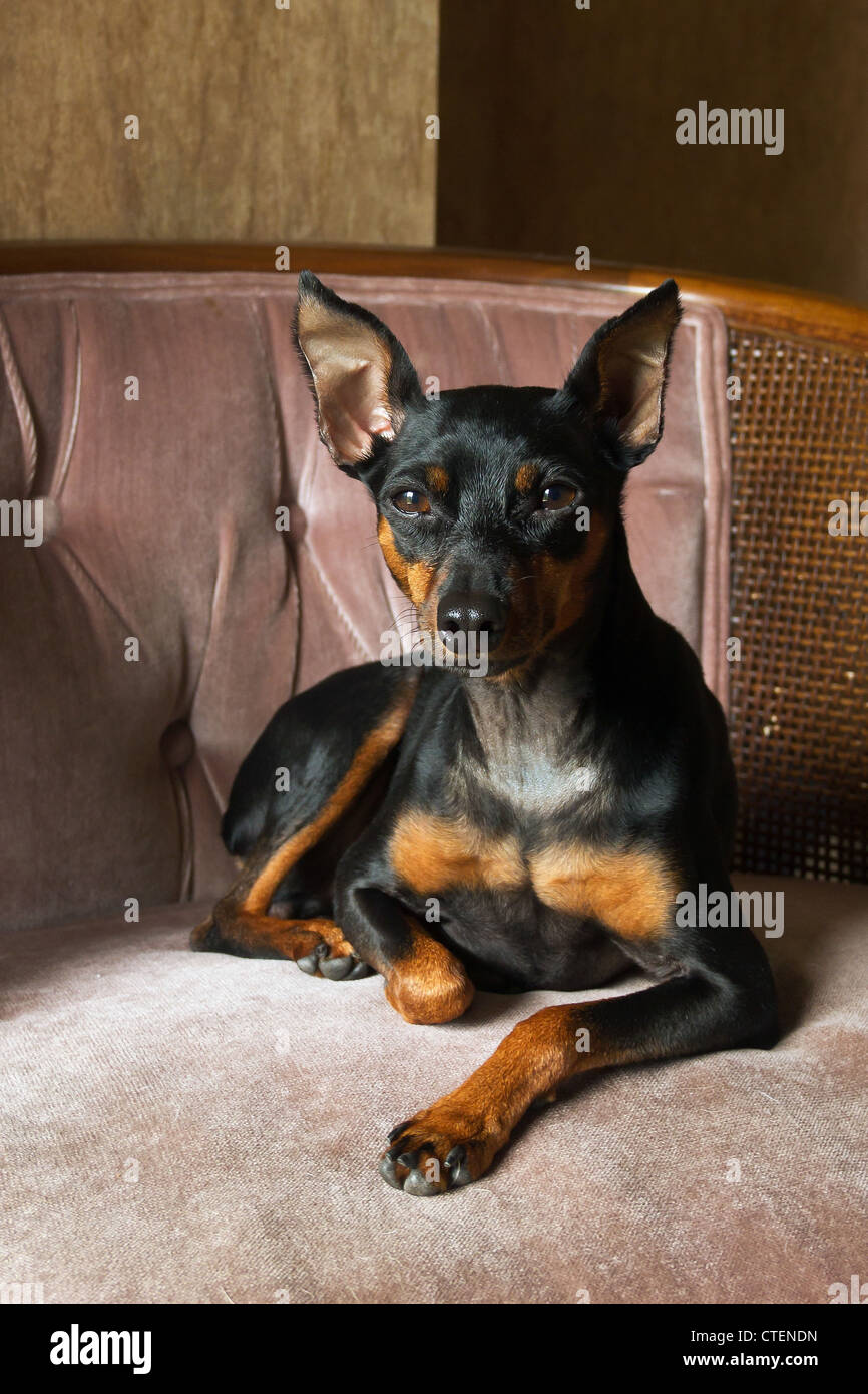 Portrait of a Miniature Pincher dog Stock Photo