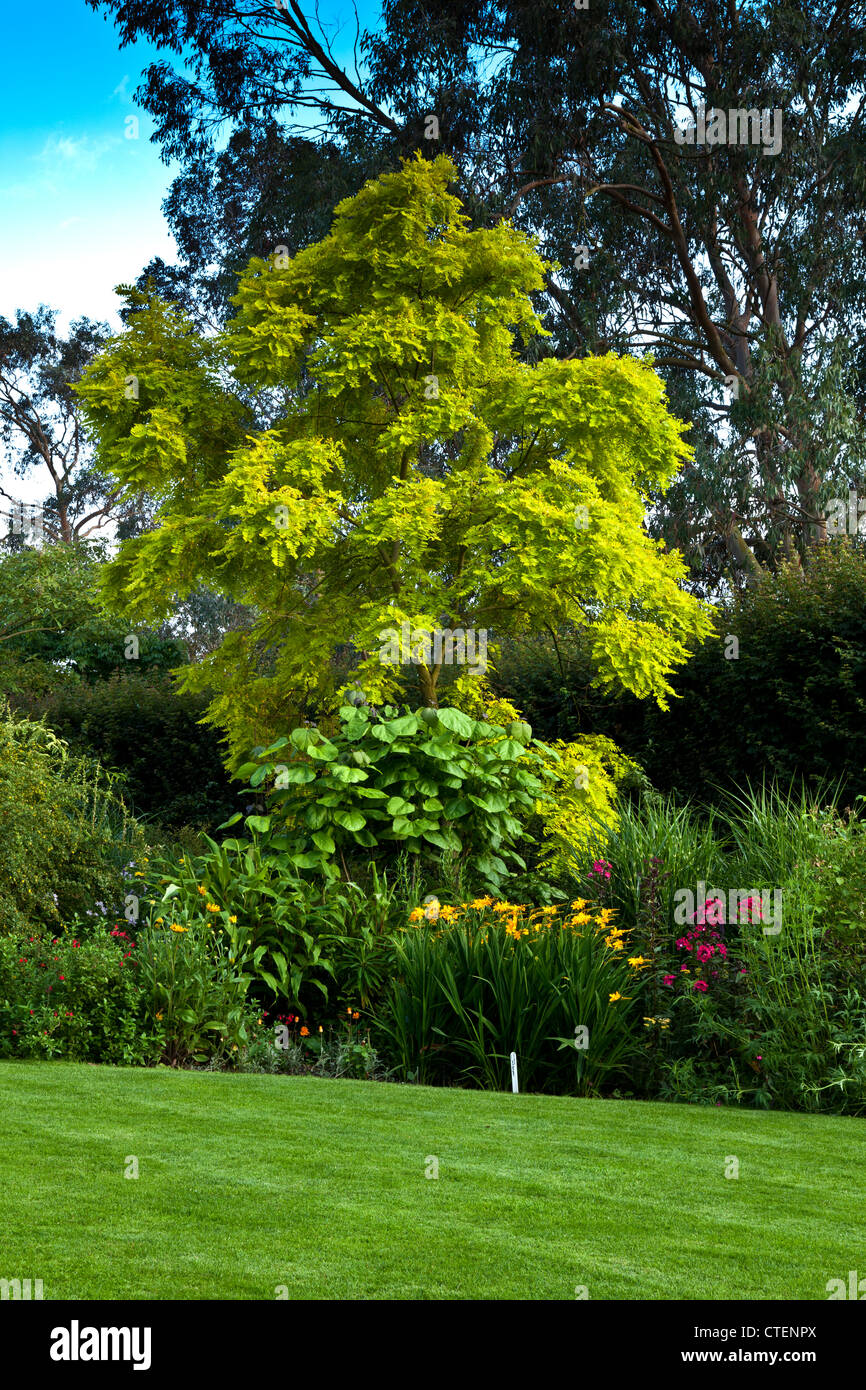 Robinia Pseudoacacia Tree at RHS Hyde Hall Stock Photo Alamy