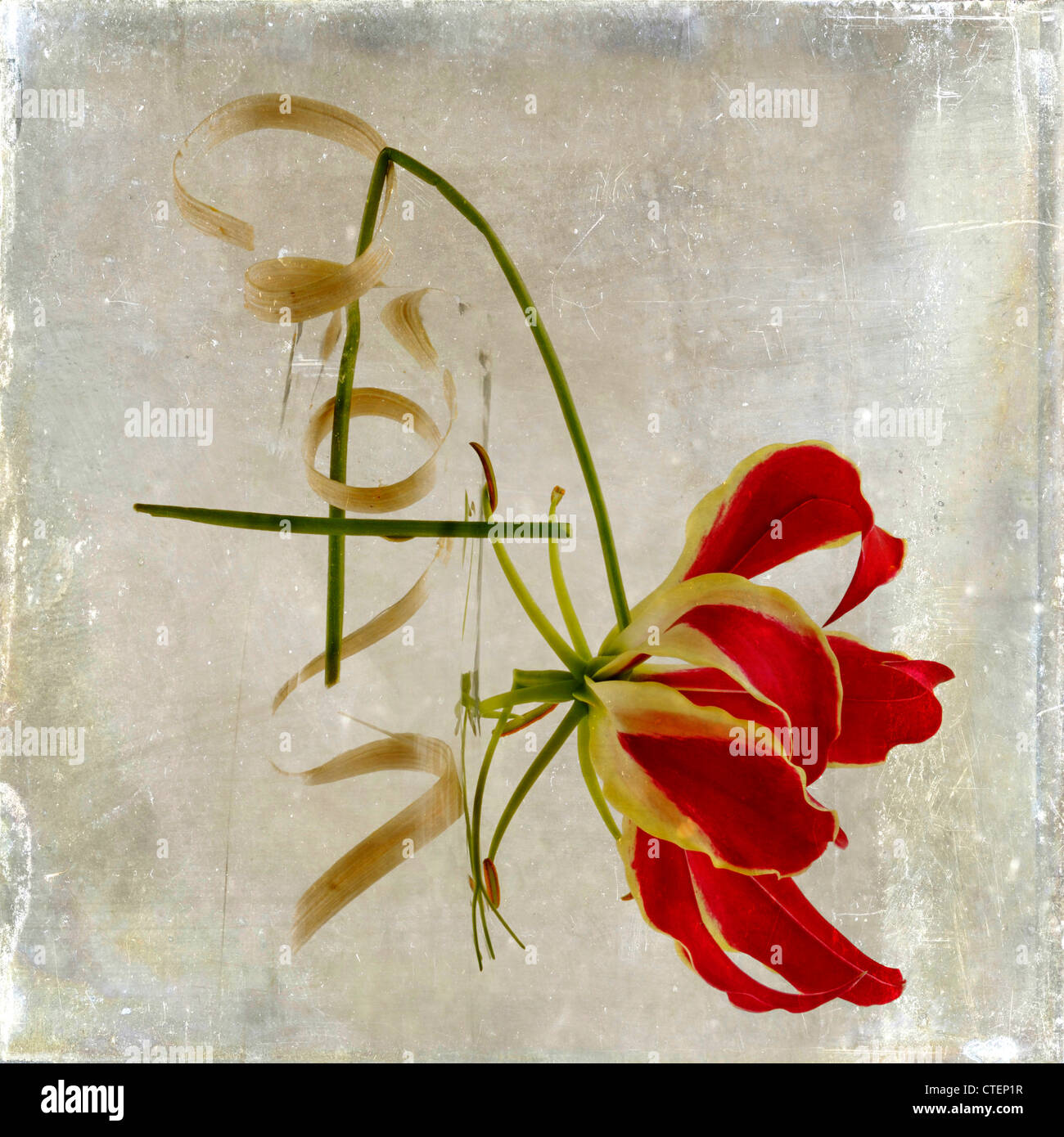 Orchid flower, vintage-look - textured art effect image. Stock Photo
