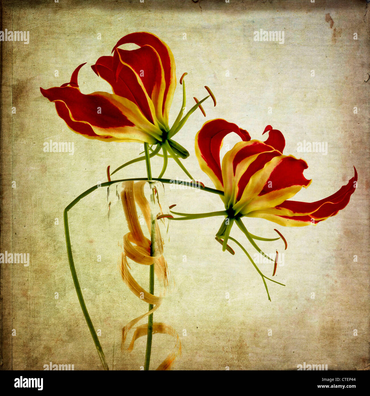 Orchid flowers, vintage-look - textured art effect image. Stock Photo