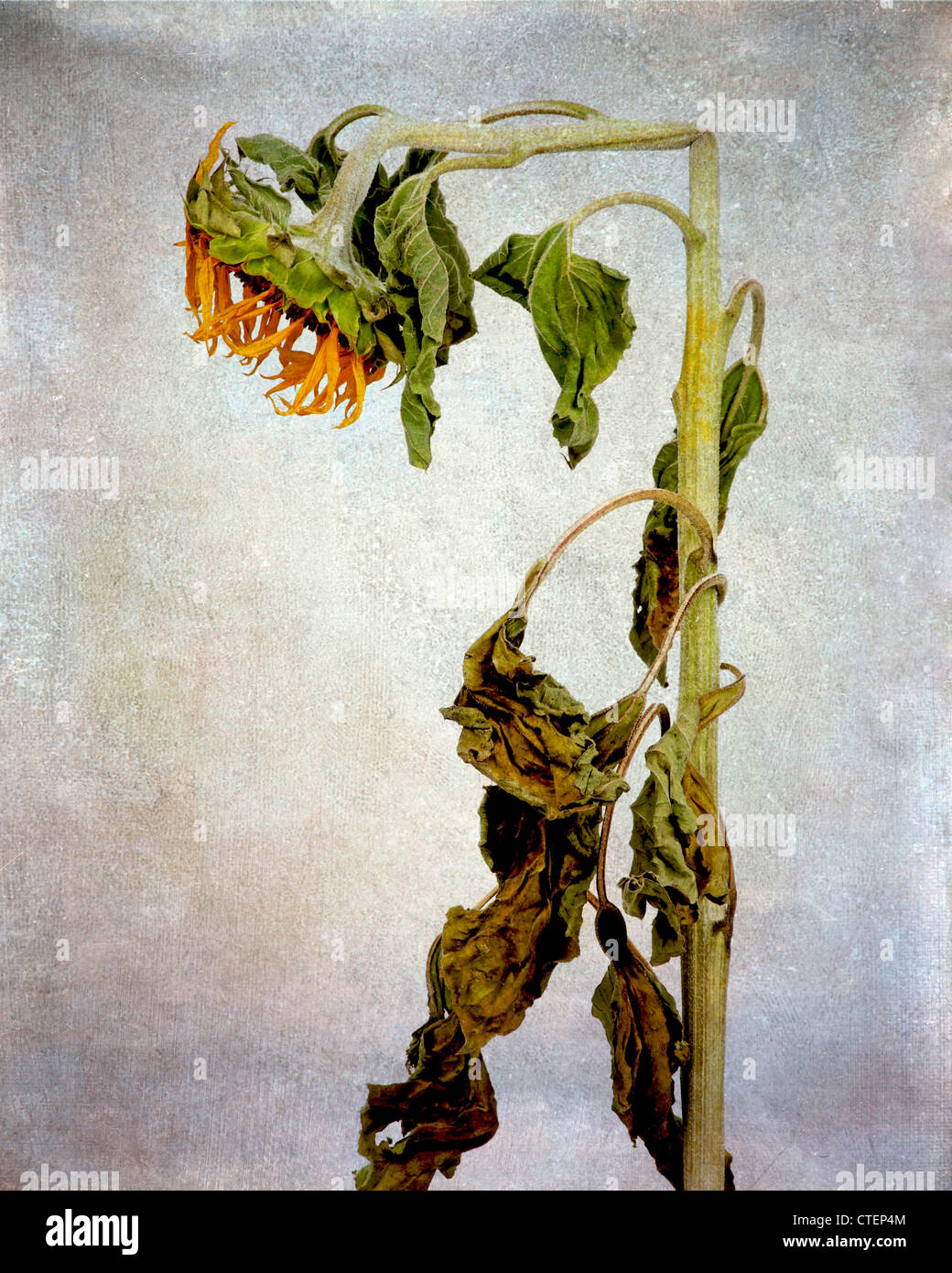 Withered exhausted sunflower, vintage look still life. Stock Photo