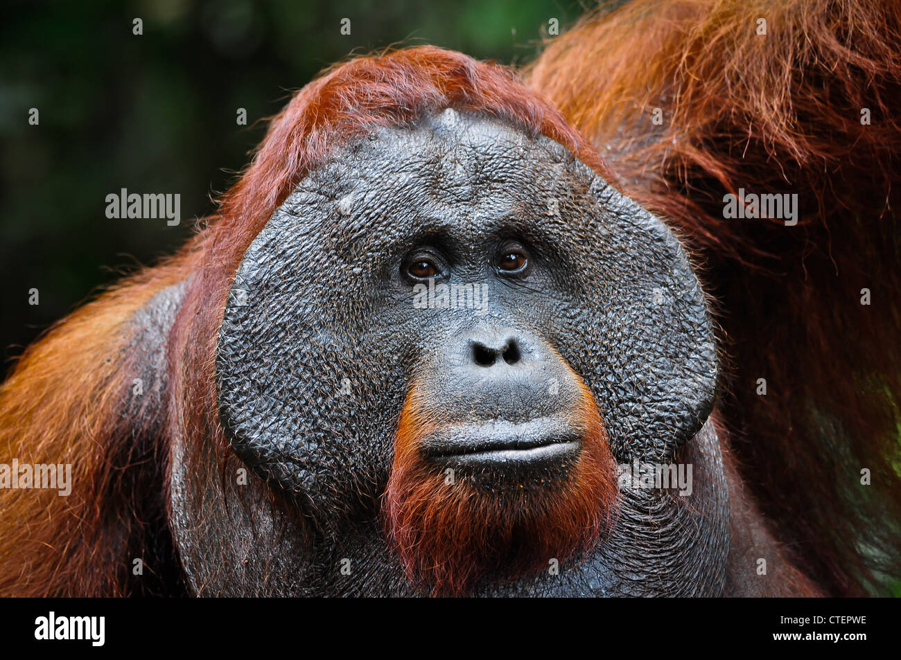 A wild but habituated, large male adult orangutan with developed cheekpads signifying his alpha male dominant status. Stock Photo