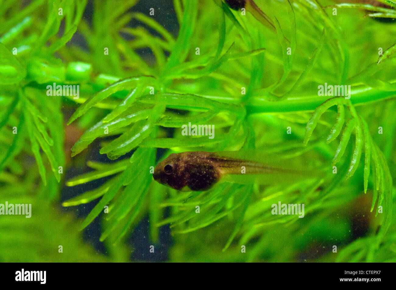 A Bullfrog Tadpole Stock Photo Alamy