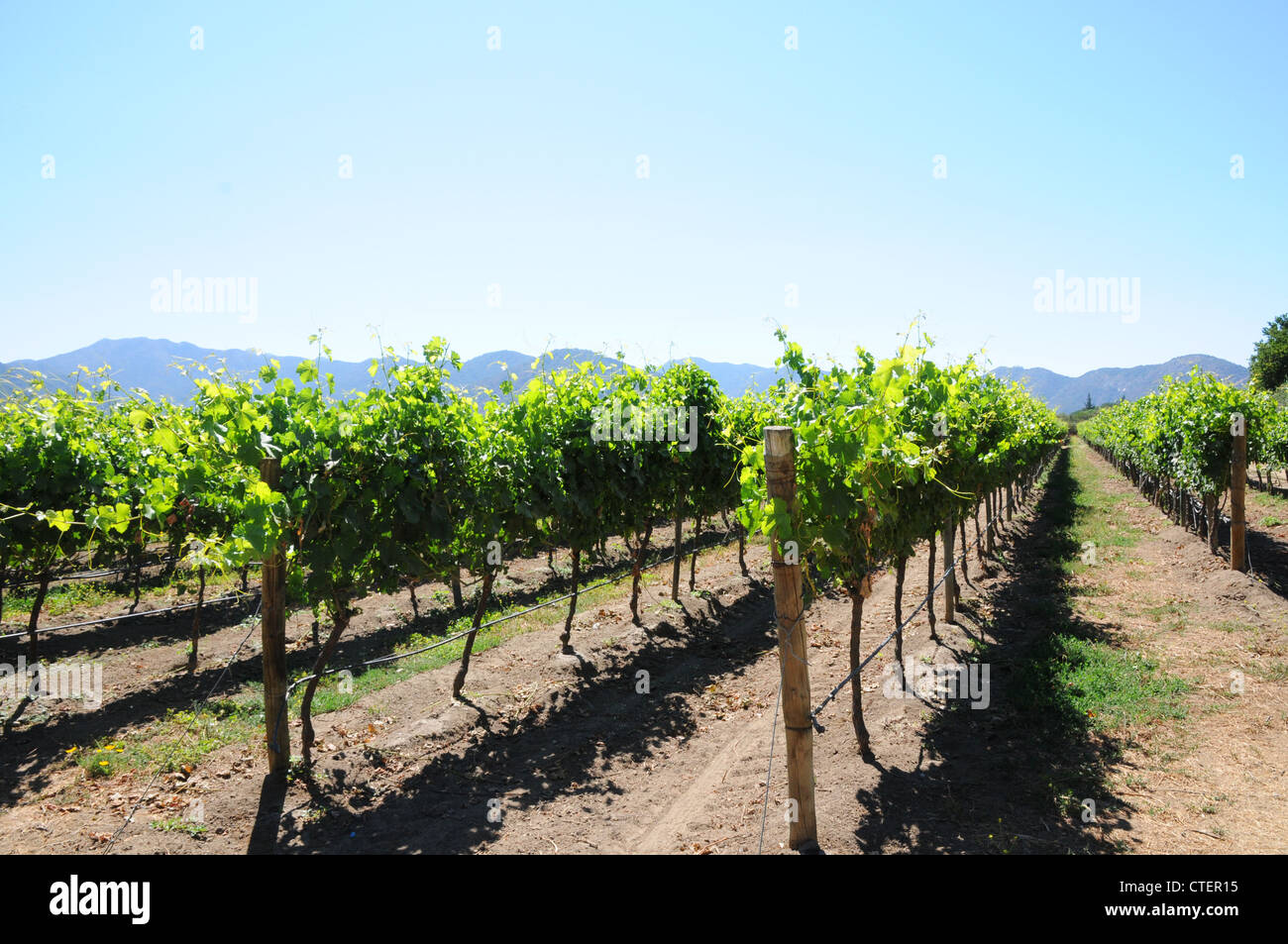 Vineyard, Emiliana organic, Casablanca valley, Chile Stock Photo - Alamy