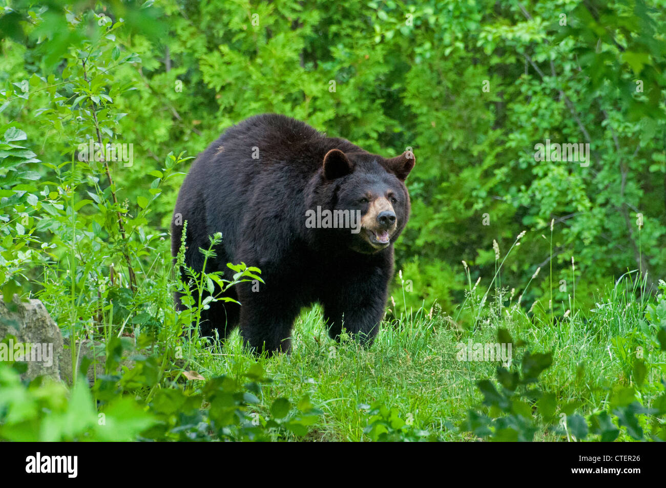 An American Black Bear in summer Stock Photo - Alamy