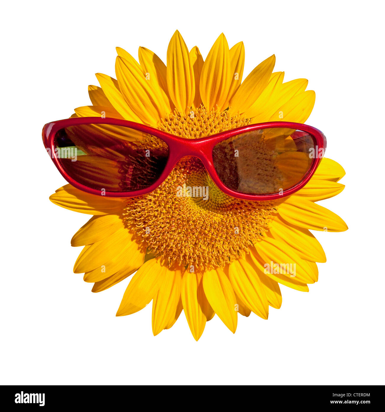 Sunflower wearing red sunglassed, isolated on white Stock Photo