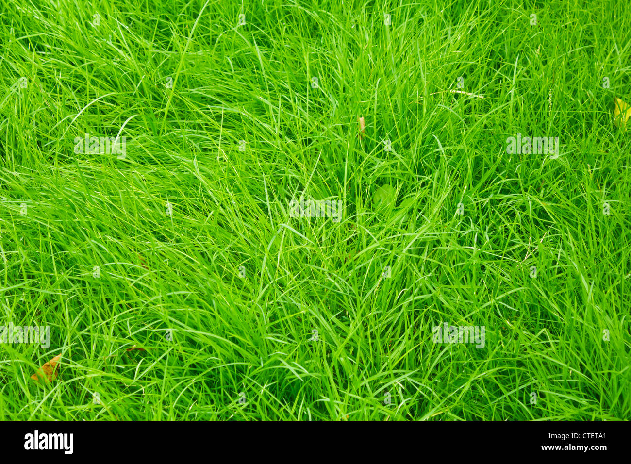 Photo of grass hi-res stock photography and images - Alamy