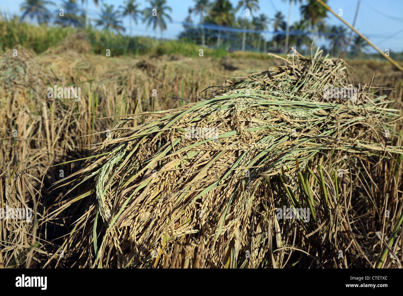 Harvesting rice paddies hires stock photography and images Alamy