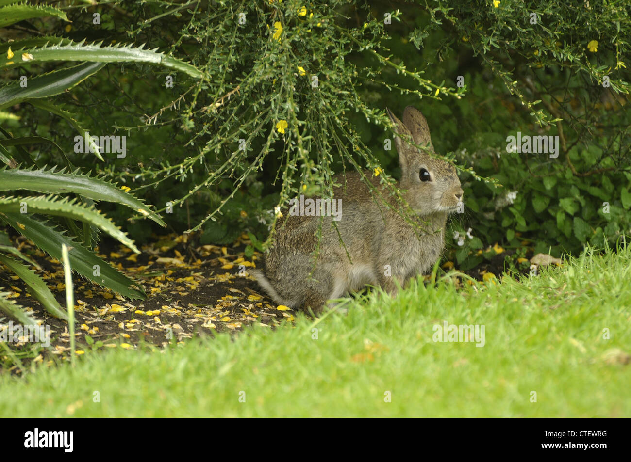 Rabbit bush hires stock photography and images Alamy