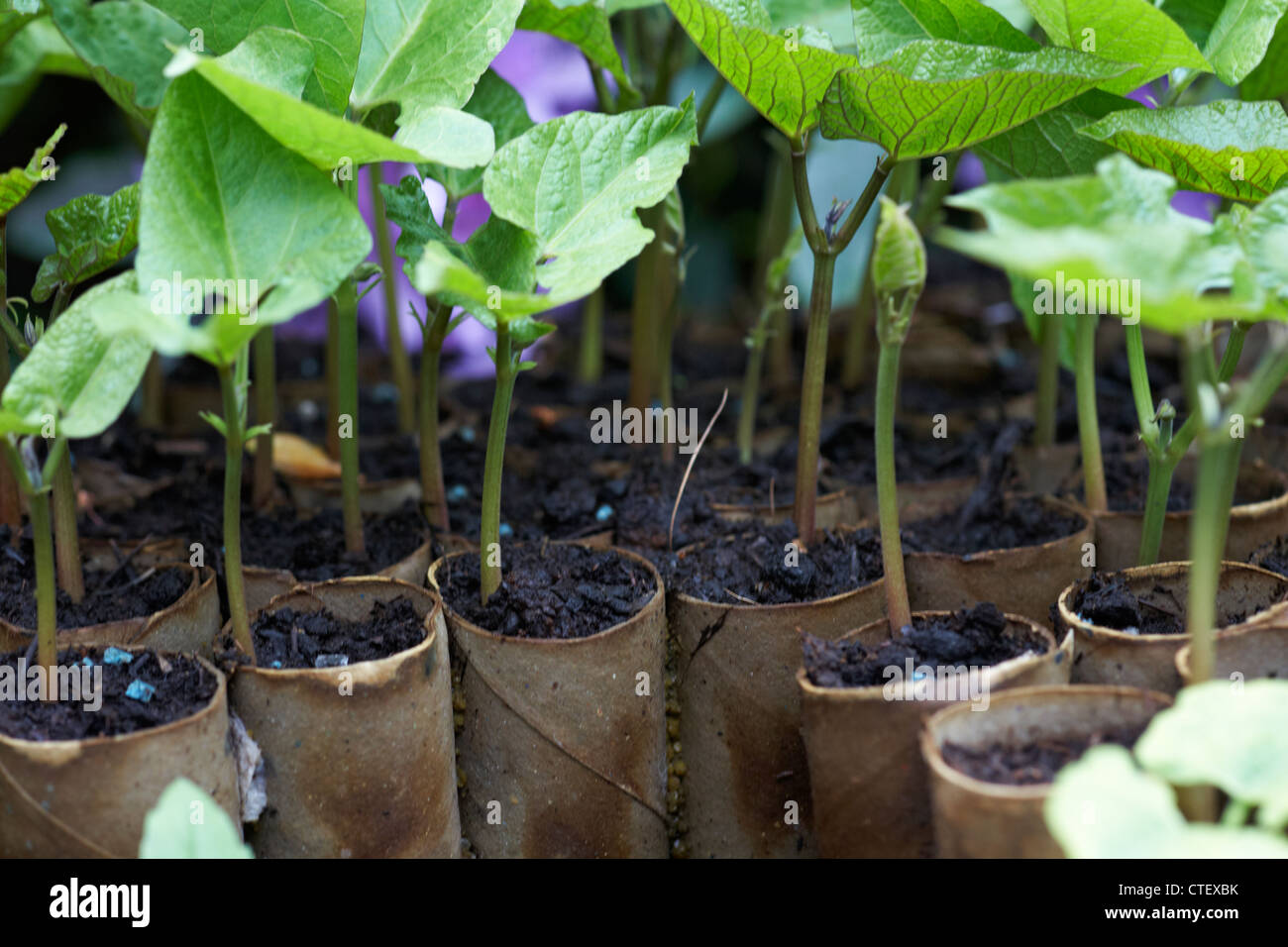 growing runner beans in toilet roll cardboard tubes Stock Photo