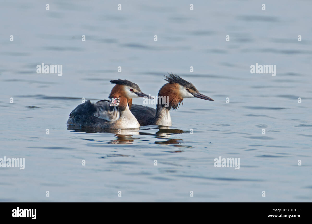 GREAT CRESTED GREBES Podiceps cristatus WITH CHICK. Stock Photo
