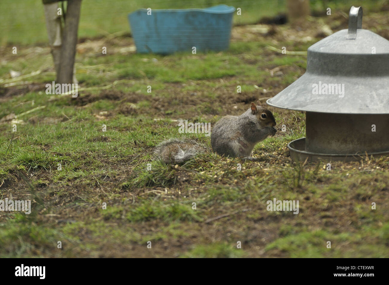 Chicken feed hires stock photography and images Alamy