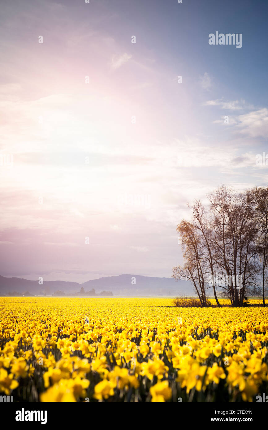 USA, Washington, Skagit Valley, Landscape with daffodil field Stock Photo Alamy