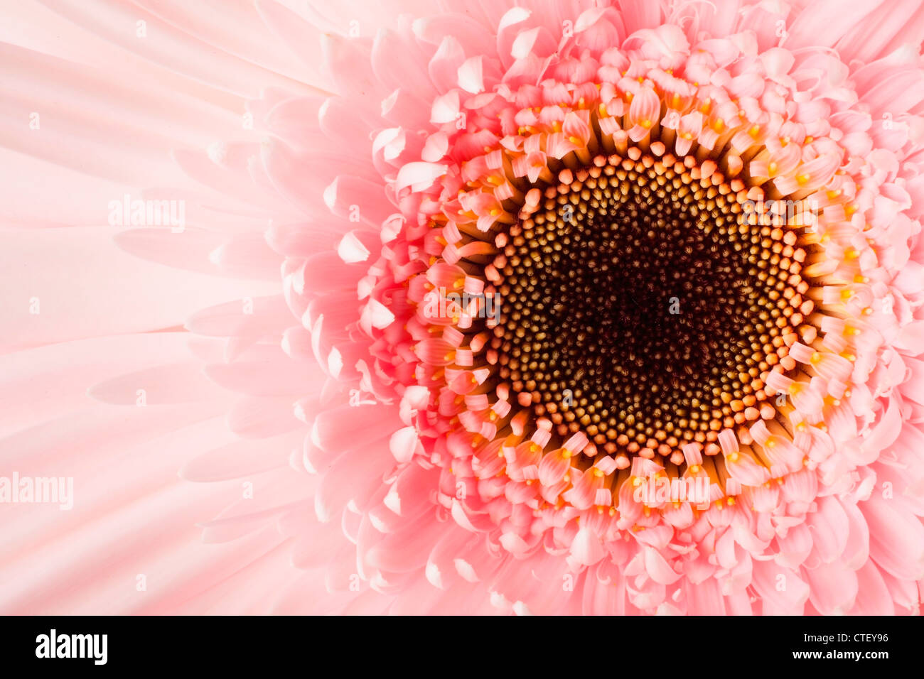 Lehi utah flower hires stock photography and images Alamy