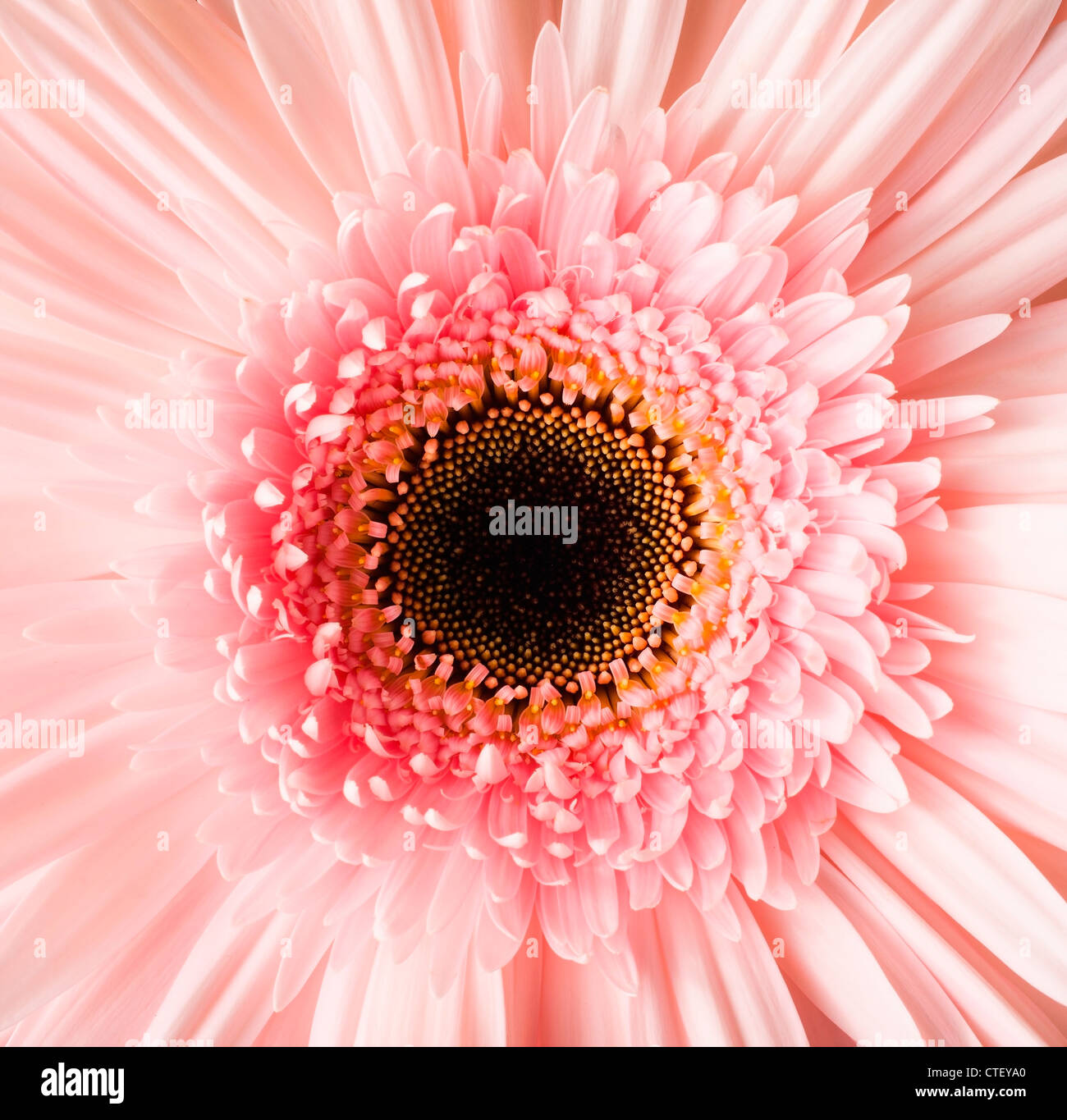 Lehi utah flower hires stock photography and images Alamy