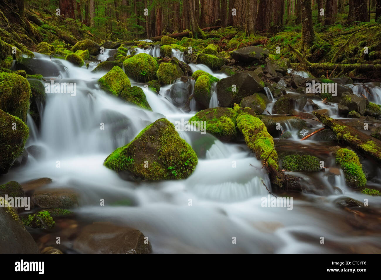 USA, Washington, Olympic National Park, Forest creek Stock Photo