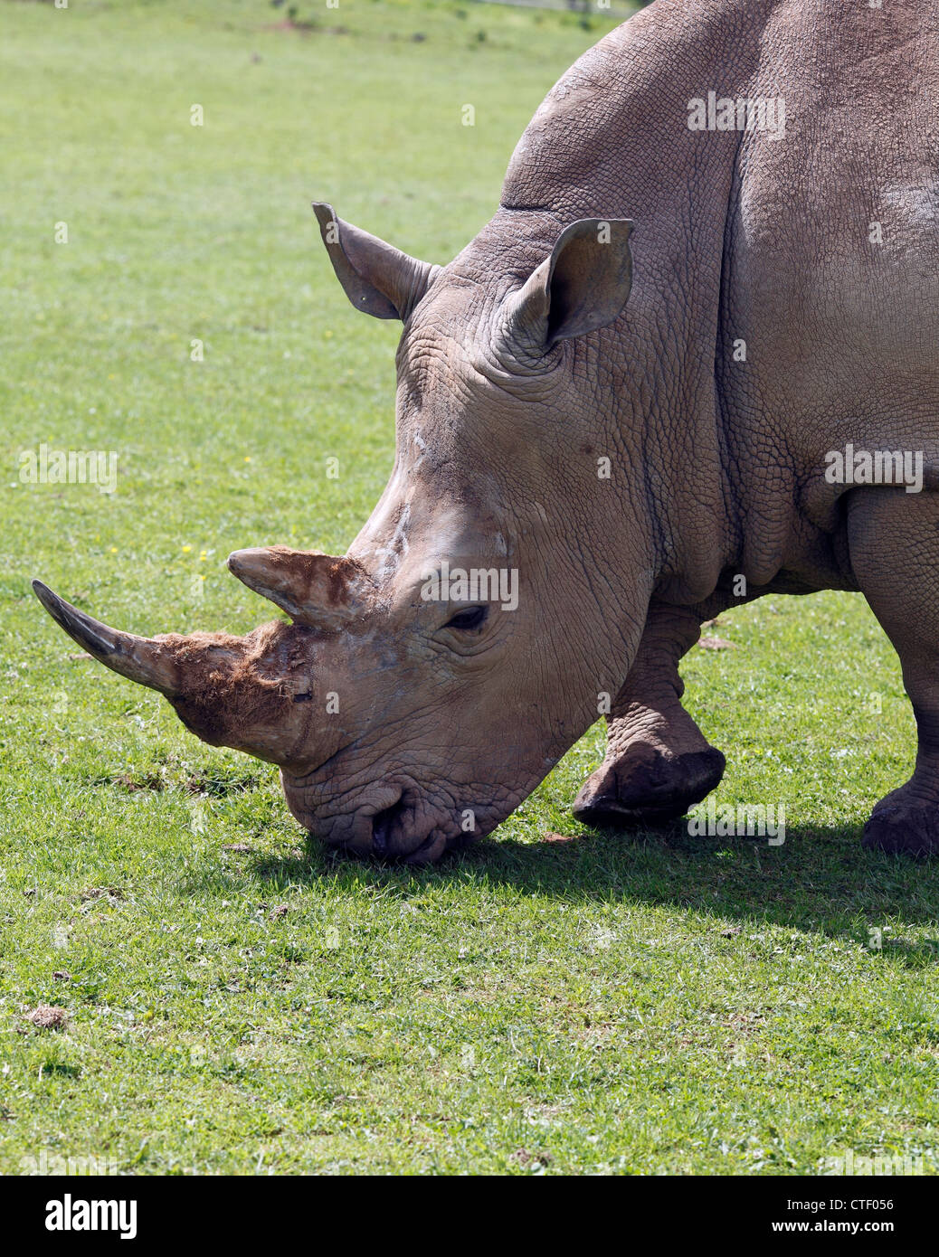 White Rhino Stock Photo