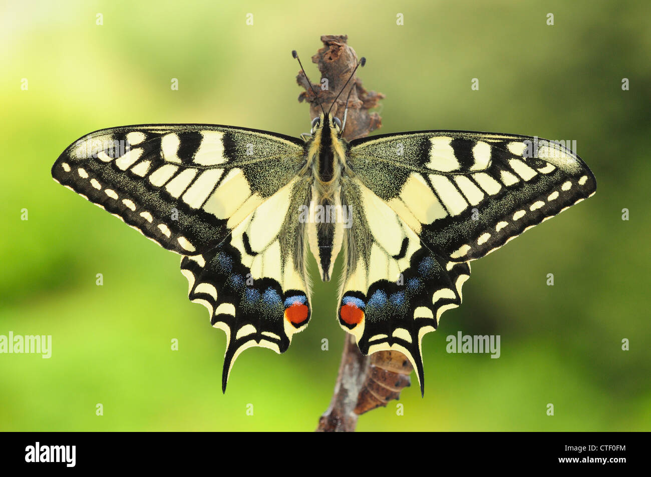 Newly hatched swallowtail butterfly (Papilio machaon Stock Photo Alamy