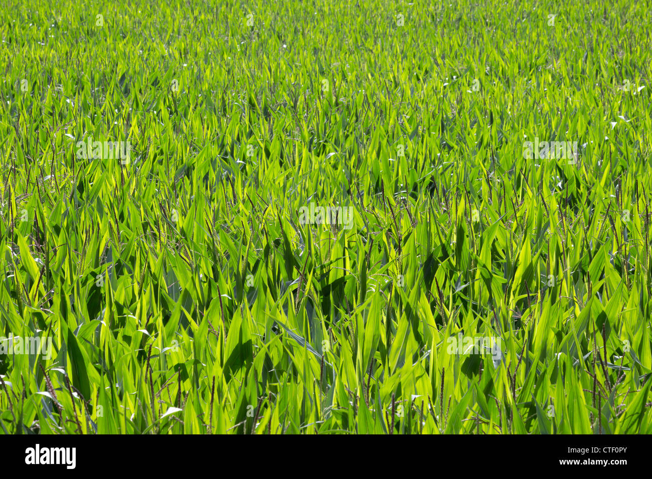 Green corn field  in Summer Stock Photo
