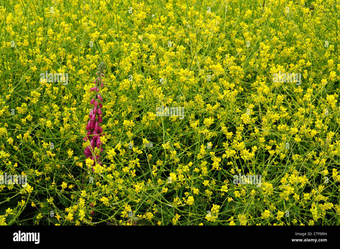 Shortpod mustard (Hirschfeldia incana) Stock Photo