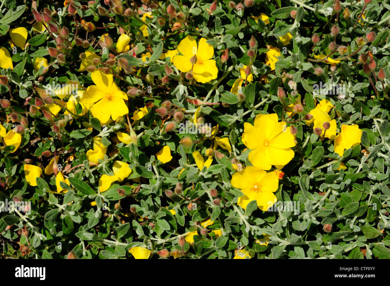 Rockrose (Halimium lasianthum) Stock Photo