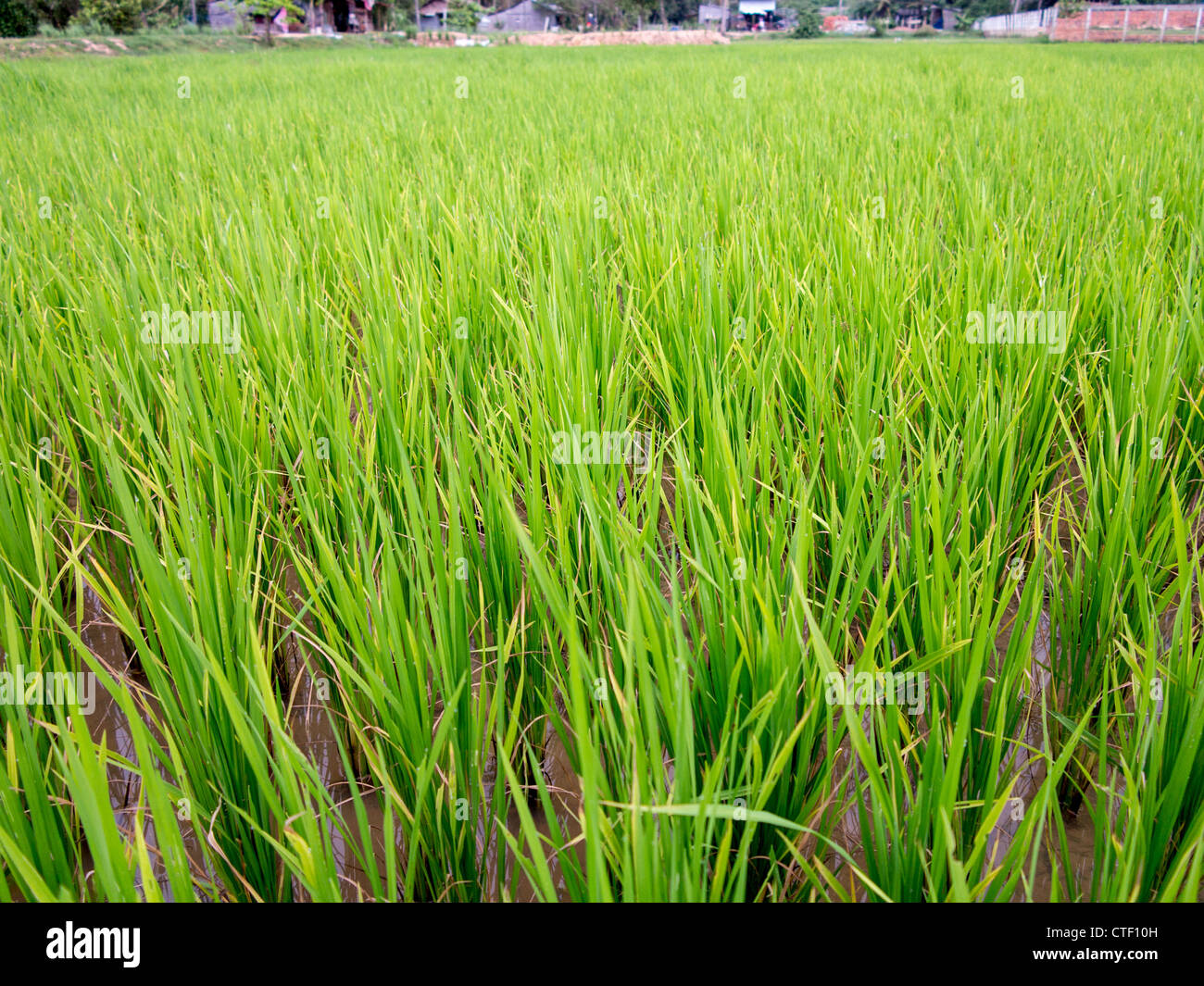 Rice plant water growing hires stock photography and images Alamy