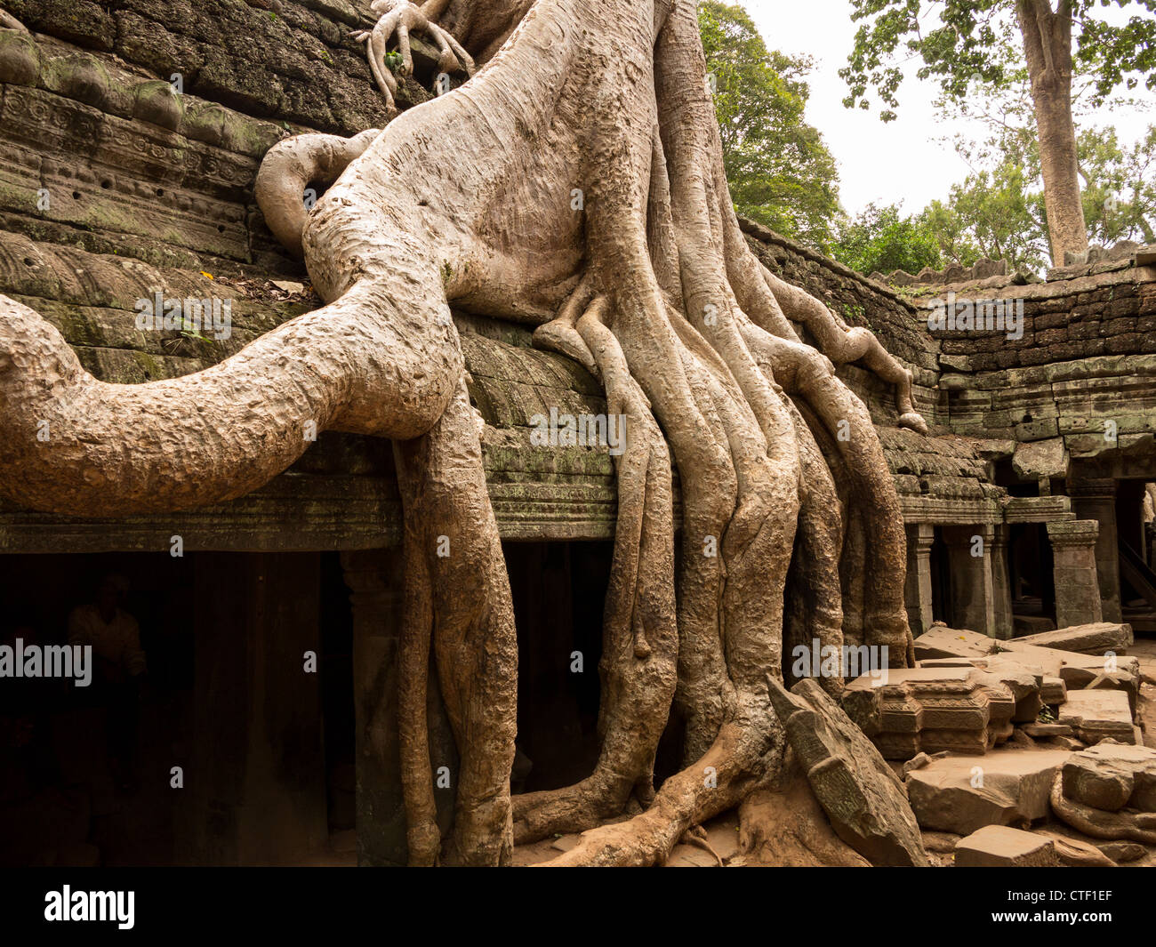 Ta Prohm temple with spung tree roots growing in ruins of Angkor Thom ...