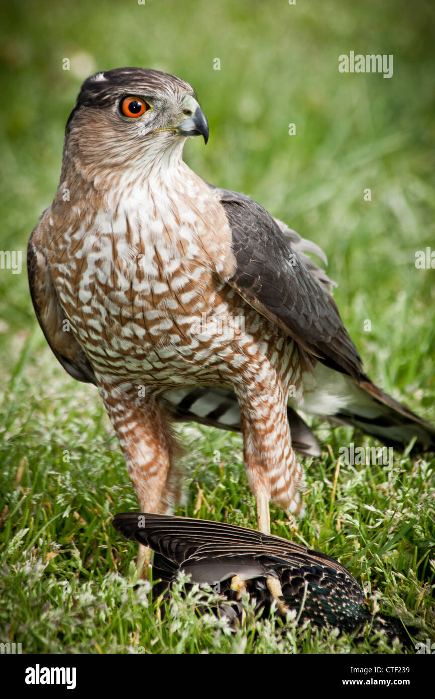 Cooper's Hawk, (Accipiter cooperii), Sharon Woods Metro Park, Westerville, Ohio. Stock Photo