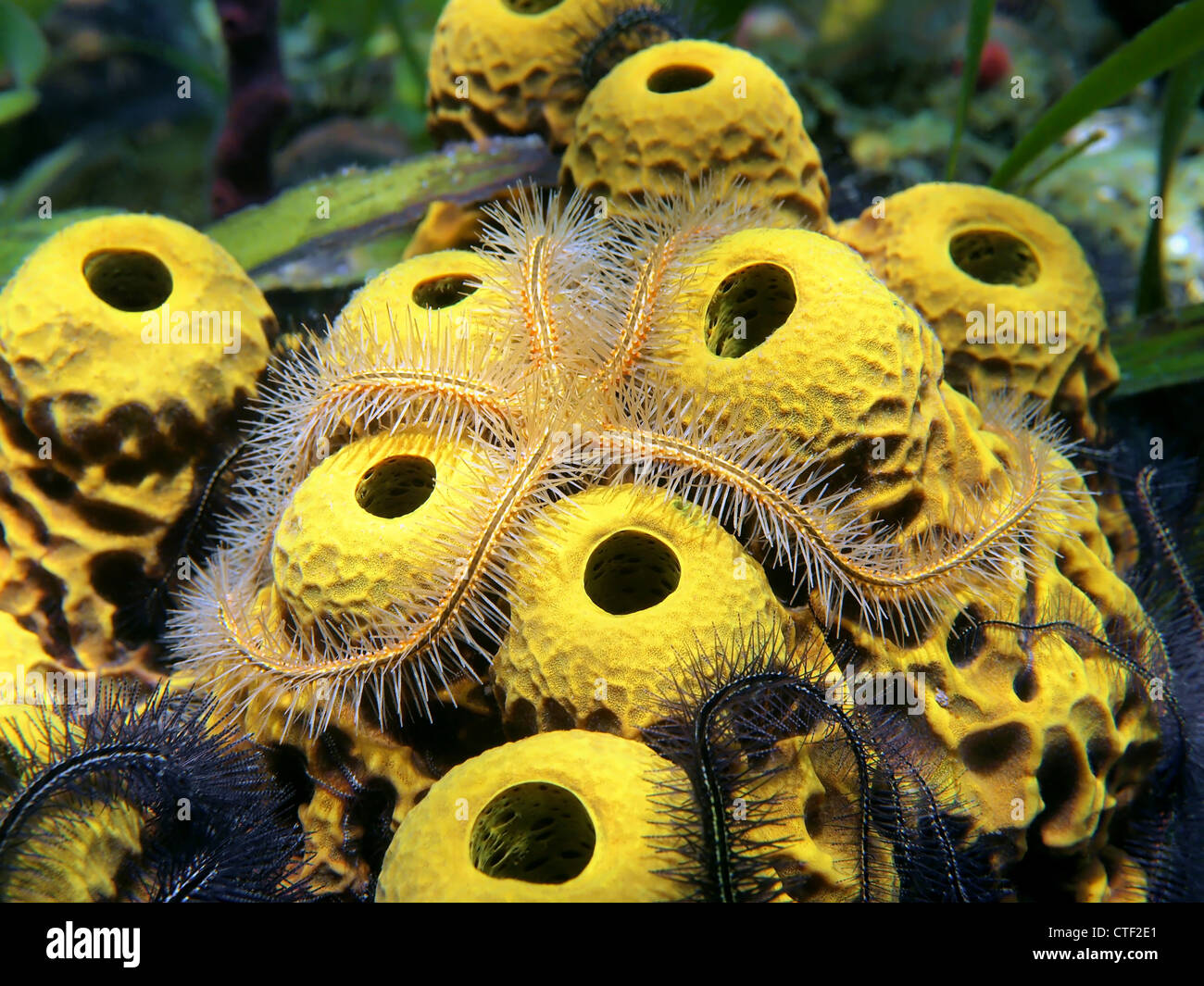 Tube Sponges High Resolution Stock Photography and Images - Alamy