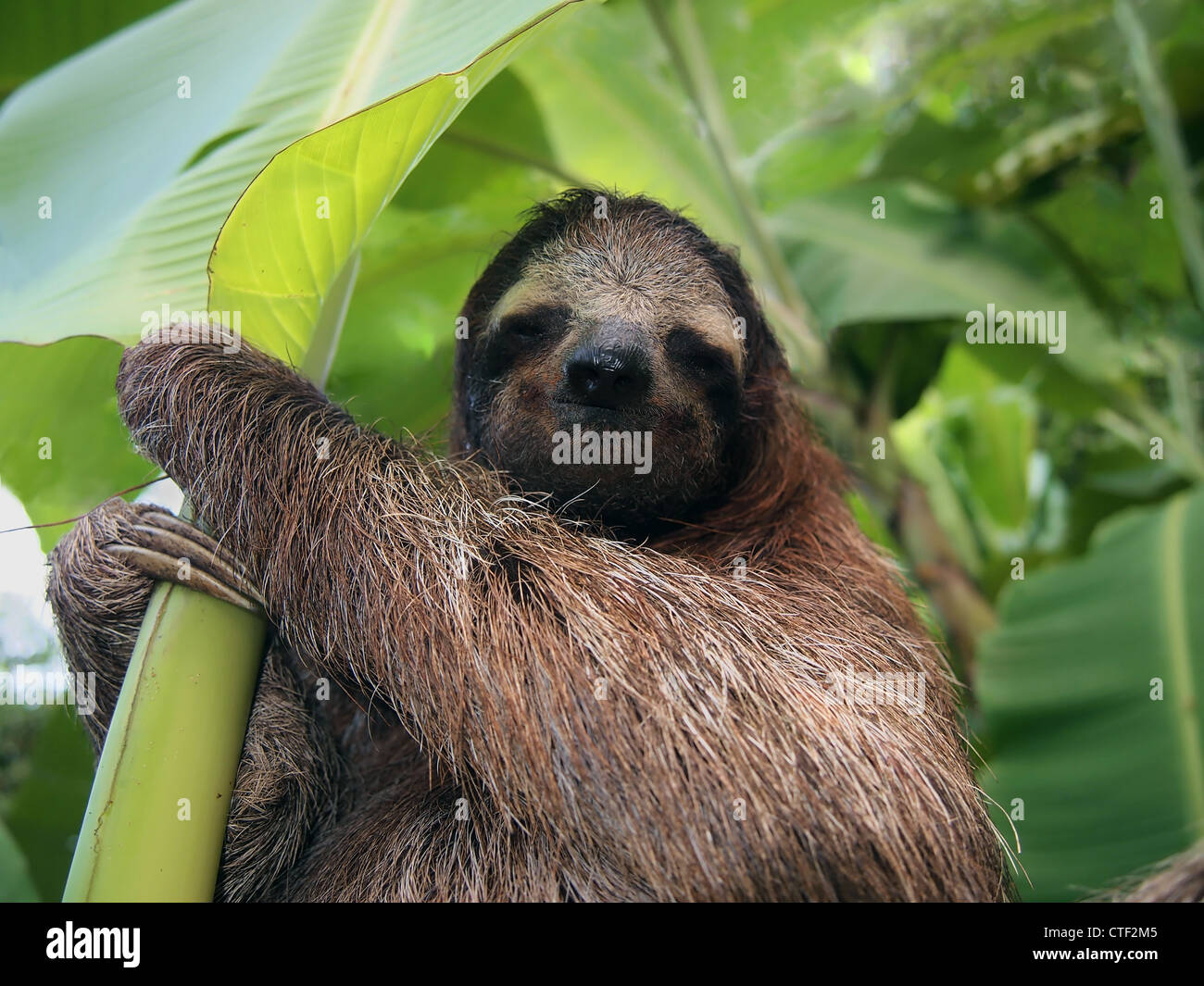 Three-toed sloth in a banana tree, Costa Rica Stock Photo