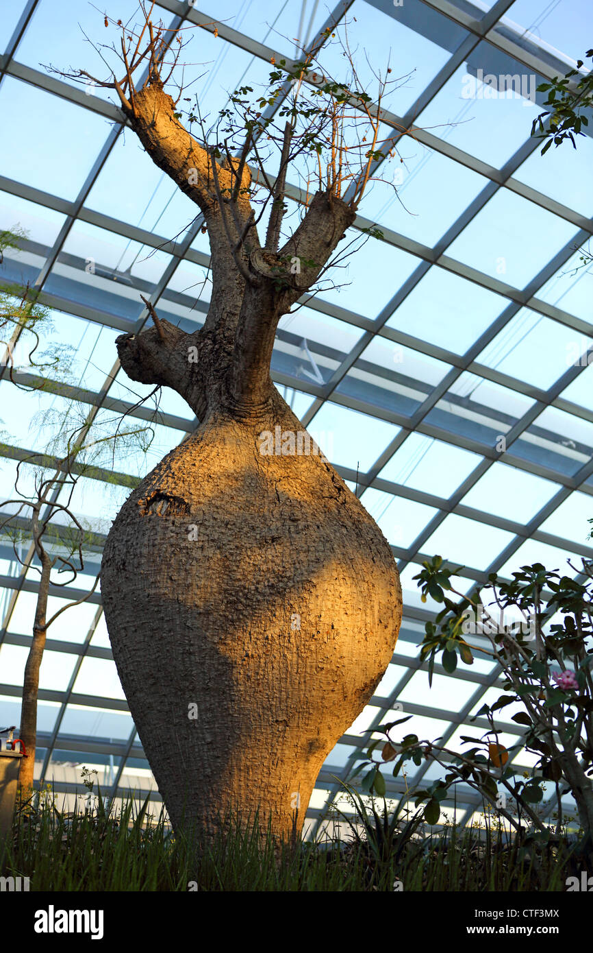 Baobab tree growing inside the Flower Dome conservatory at Gardens By The Bay in Singapore. Stock Photo