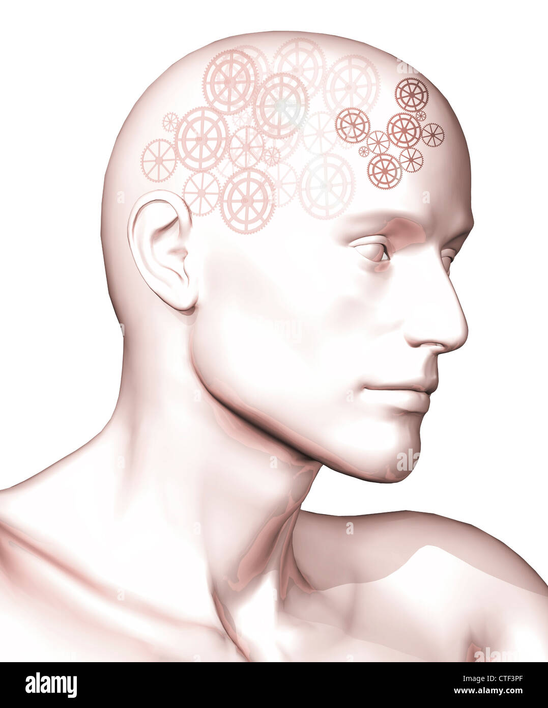 Cross section of brain Cut Out Stock Images & Pictures - Alamy