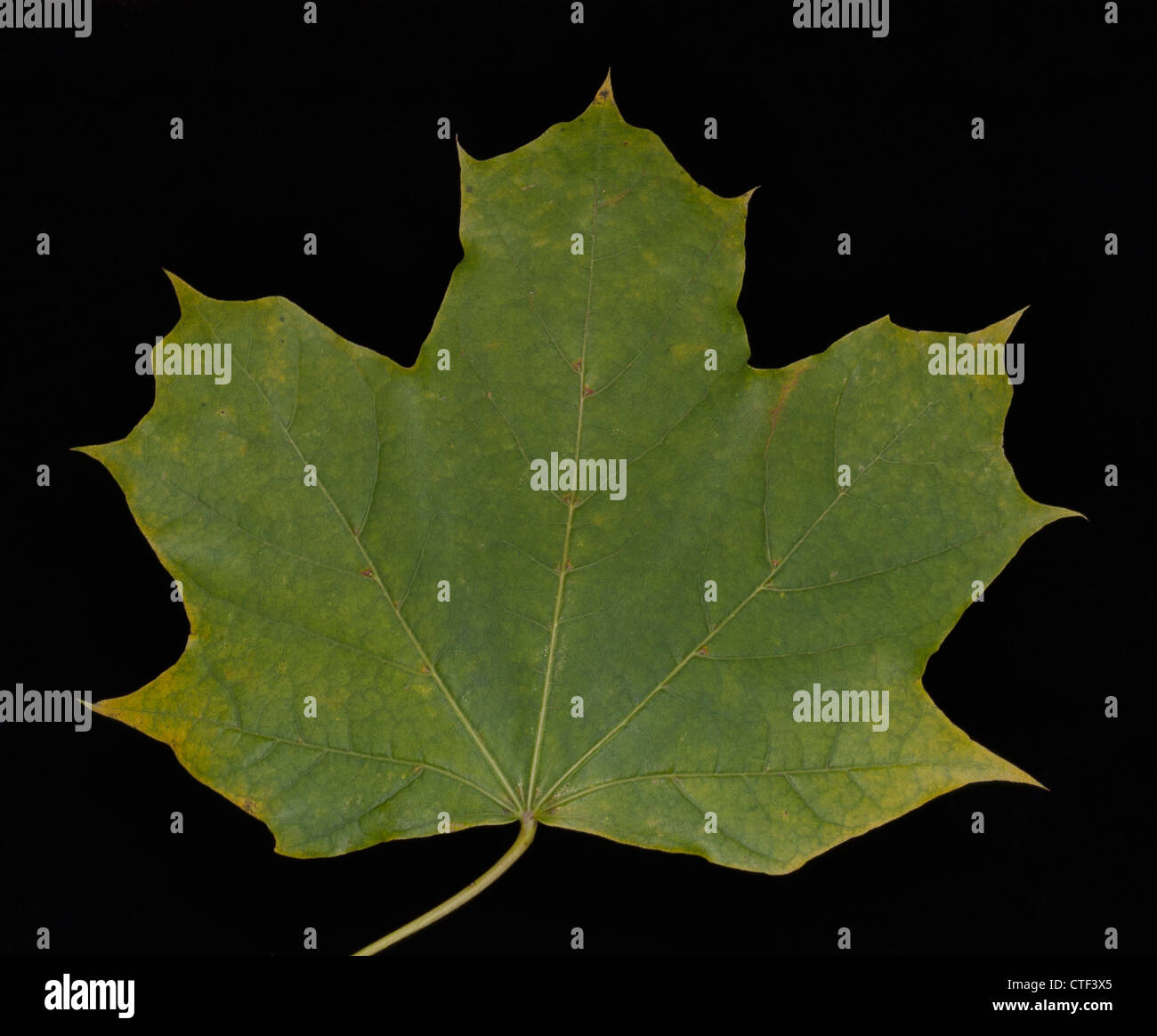 Studio close up leaf hi-res stock photography and images - Alamy