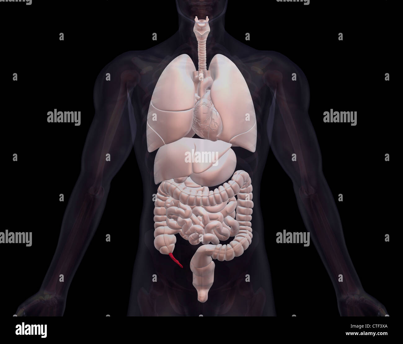 Less Known Internal Organs Biomedical illustration showing human internal organs Stock Photo - Alamy