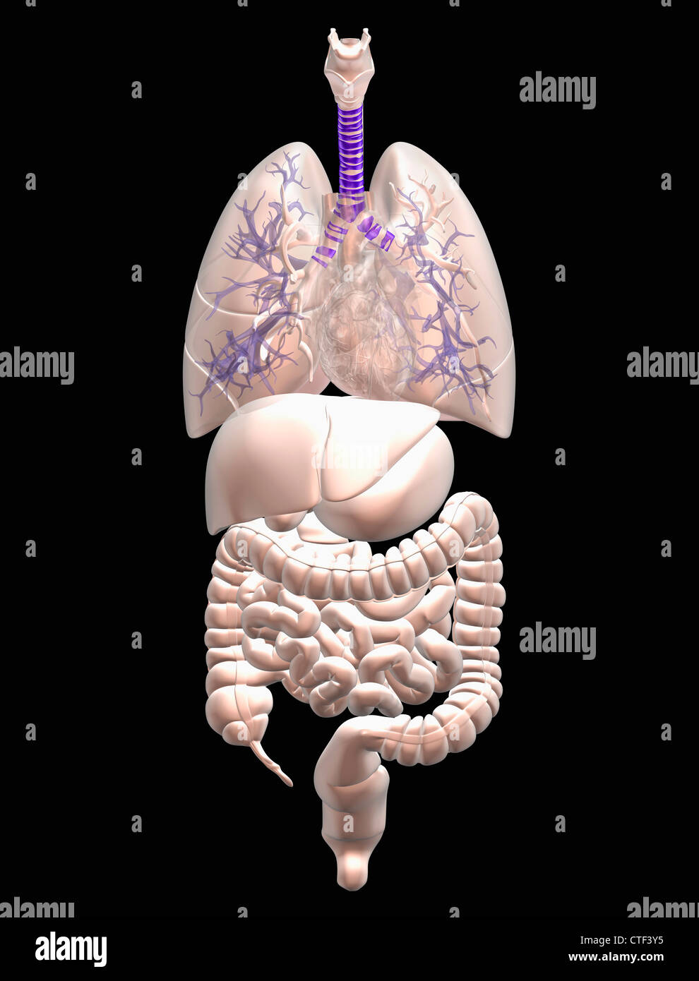 Digitally generated image of inner human organs Stock Photo