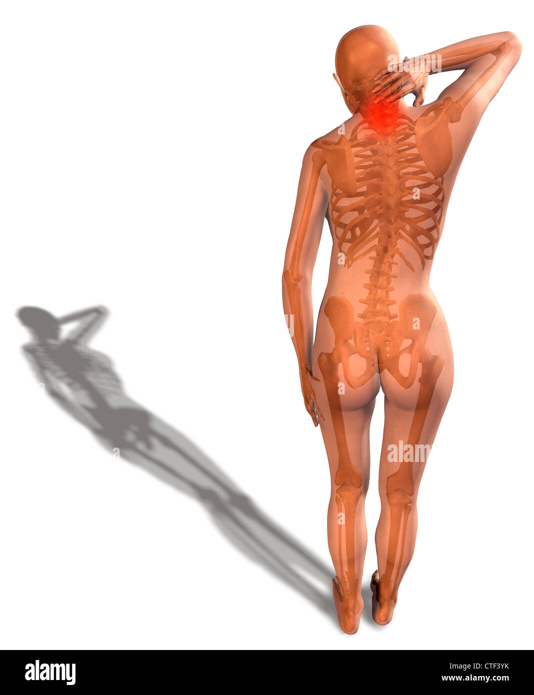 Digitally generated image of human representation with human skeleton visible Stock Photo