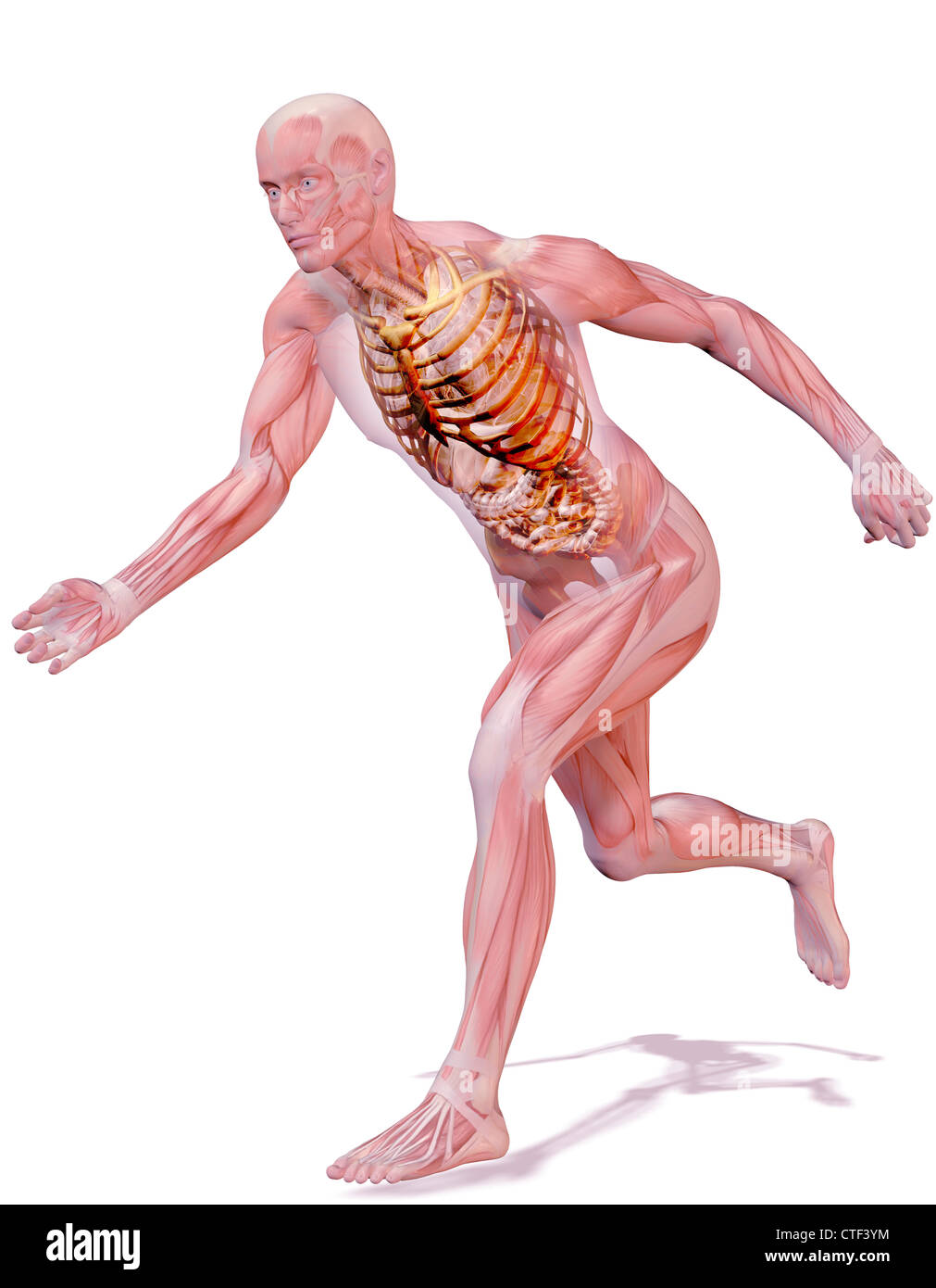Digitally generated image of running human representation with inner human muscle visible Stock Photo